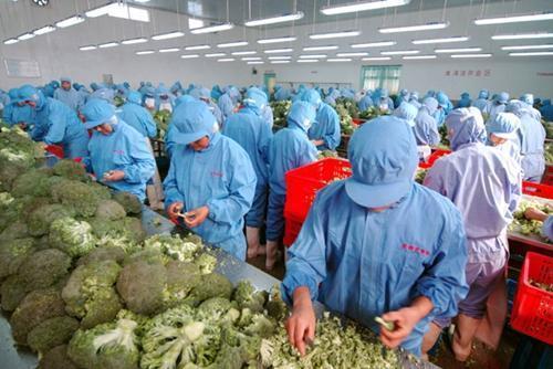 農產品初加工企業是否免征企業所得稅？——聚焦食用農產品初加工優惠政策